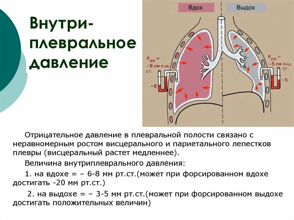 При вдохе давление в легких падает. Давление в плевральной полости. Давление в плевральной полости при вдохе и выдохе. Давление в плевральной полости при вдохе. Отрицательное давление на вдохе.