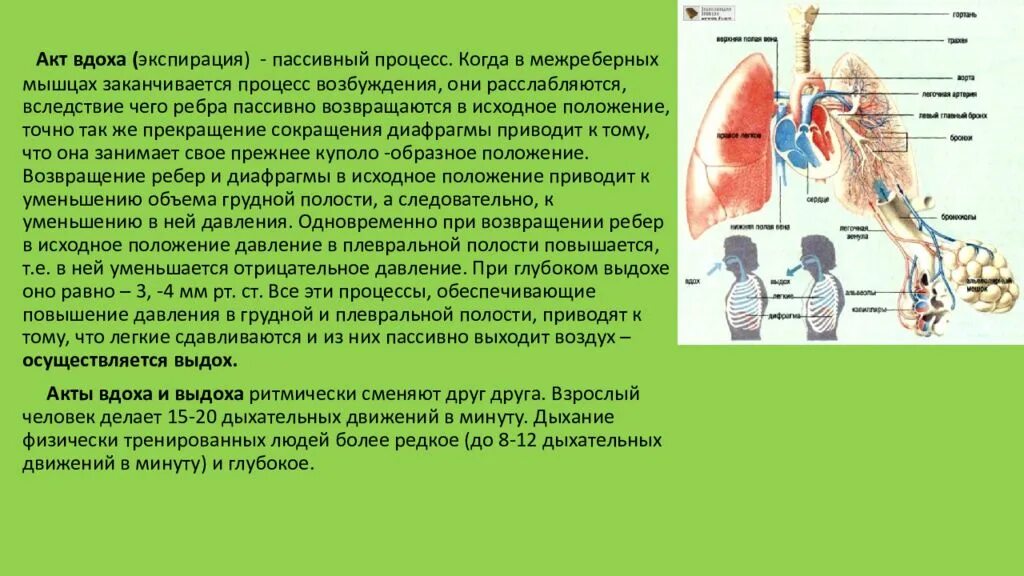 Процесс вдоха человека. Дыхательная система вдох и выдох. Акт вдоха и выдоха схема. Процесс дыхания вдох и выдох. Причины вдоха и выдоха.