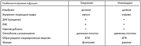 В чем сходство митохондрий и пластид
