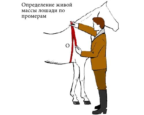 Промеры лошади спереди. Таблица веса лошадей. Сколько ввеессит логалдь\. Таблица измерения веса лошадей. Вес жеребенка по месяцам.
