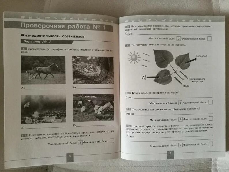 Тест биология жизнедеятельность организмов. ВПР по биологии 6 ответы. ВПР биология 6 класс. Формат ВПР В контрольной работе это. ВПР по биологии 5 класс с в Суматохин.