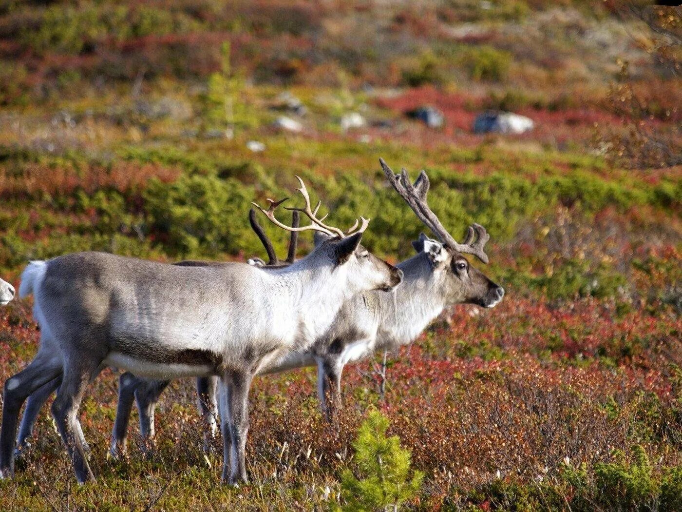 Сибирский тундряной северный олень. Олень северный лесной сибирский – rangifer tarandus angustifrons. Олень кольский полуостров. Северный олень в тундре. Шпицбергенский северный олень.