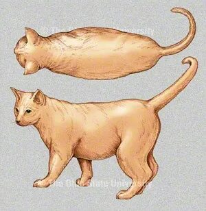 Туловище кошки