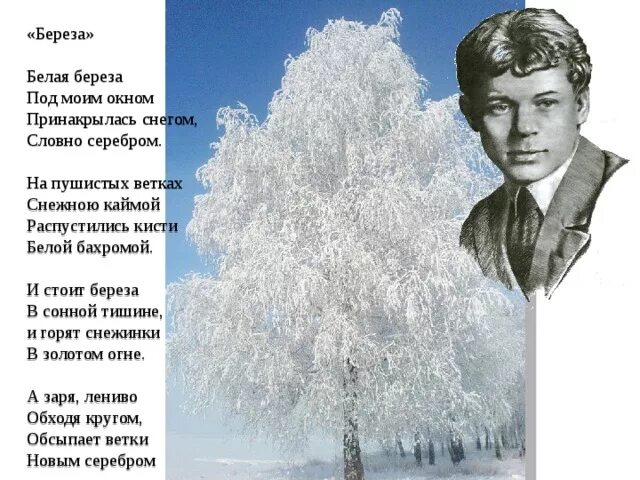 Стих Сергея Есенина белая береза под моим окном. Стихи есенина снег