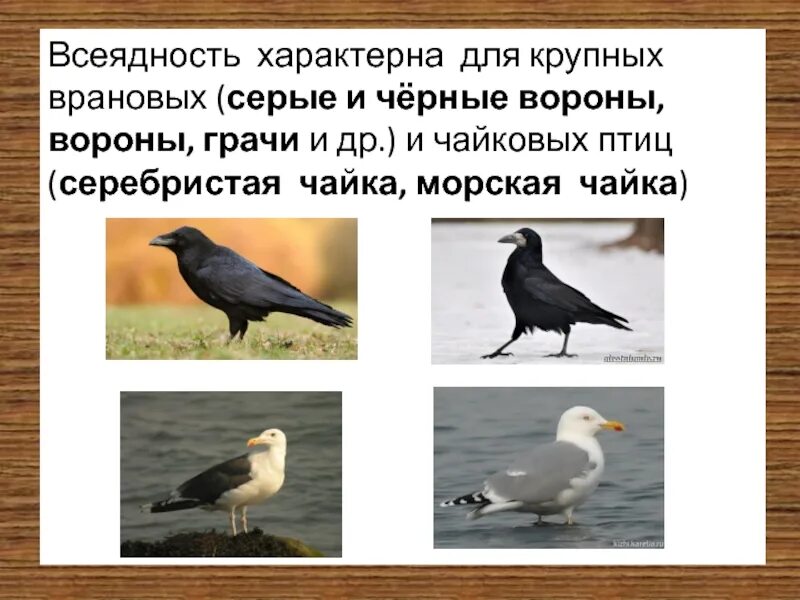 Какой тип питания у вороны серой