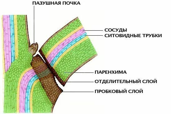 К образованию какой структуры приводит суберинизация. Образование отделительного слоя у листа при листопаде. Образование пробкового слоя у основания черешка листа. Пробковый слой в черешке листа. Отделительный слой.