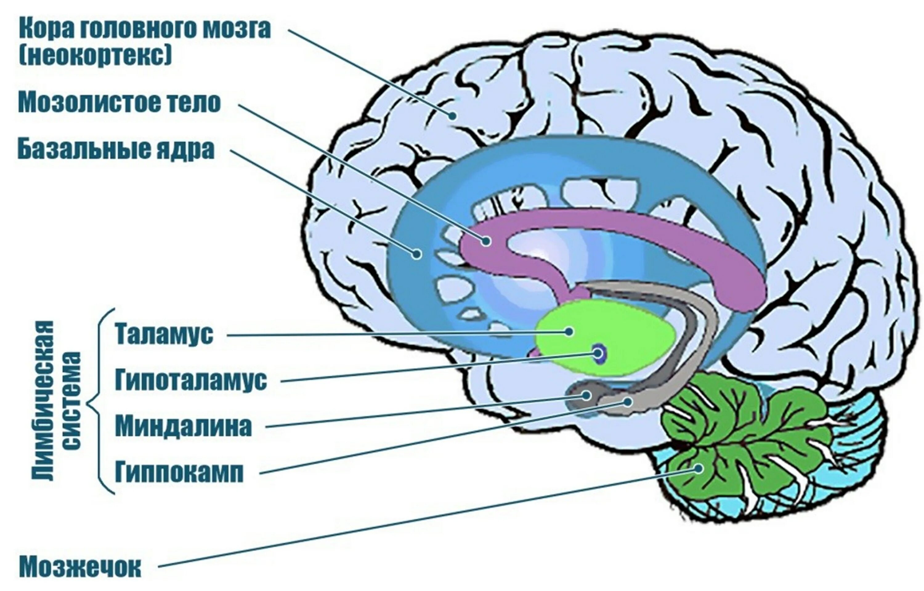 Центр чувств в мозге
