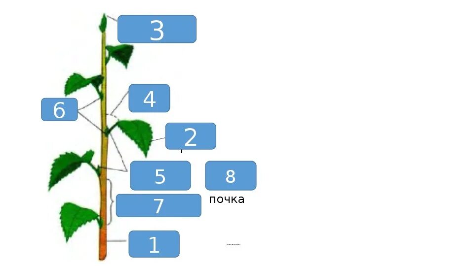 Побег задания 6 класс биология. Схема строения побега 6 класс биология. Строение побега 6 класс биология. Схема строения побега без подписей. Побег биология 6.