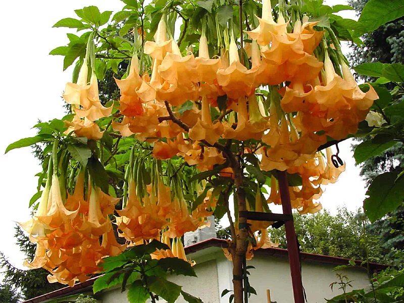 цветок ангела. цветок - бругмансия (датура, дурман).