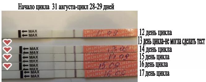 Тест на беременность при цикле 30 дней. Тест на 11 день цикла при беременности. Овуляция если цикл 30 дней. Тест на беременность при цикле 28 дней.