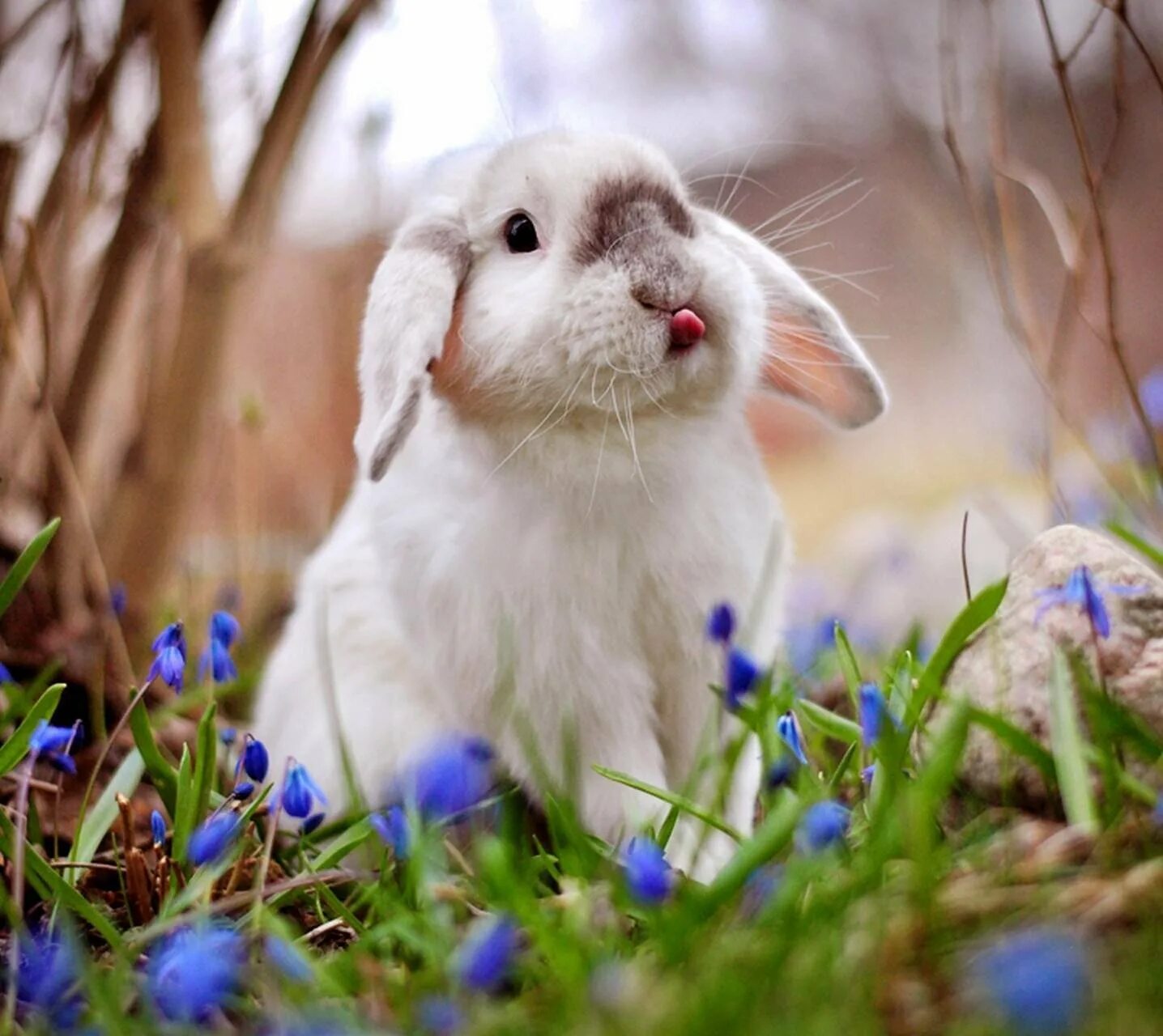 Красивый кролик. Животные весной. Милые кролики. Весенний кролик.