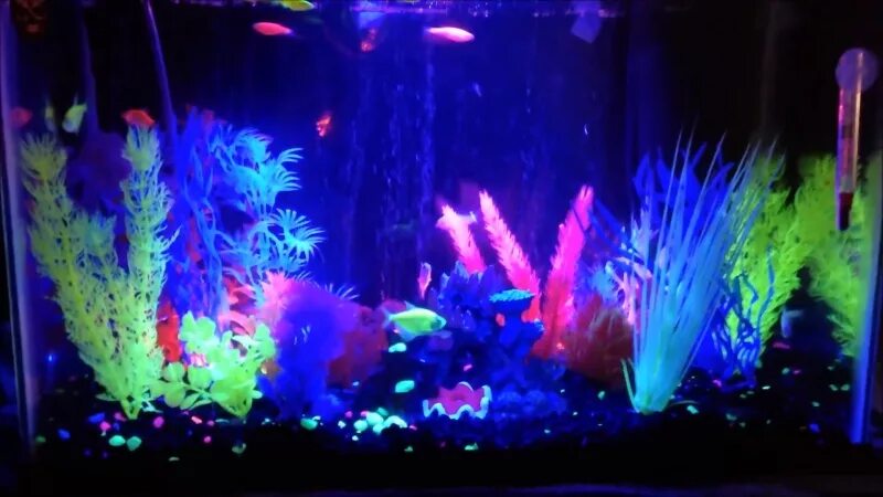 Самолет с рыбками. Светящаяся рыбка в аквариуме 4. Светящийся аквариум. Светящаяся рыбка. Люминесцентные рыбки.