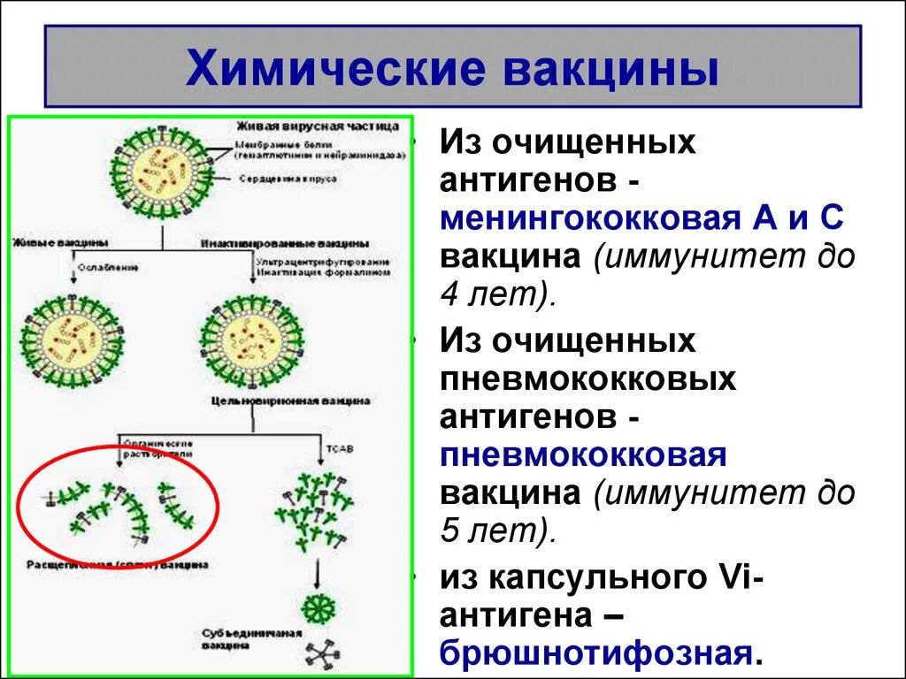 Бактерии в вакцине. Химические вакцины. Живые вакцины схема. Химические вакцины микробиология. Принцип получения химических вакцин.