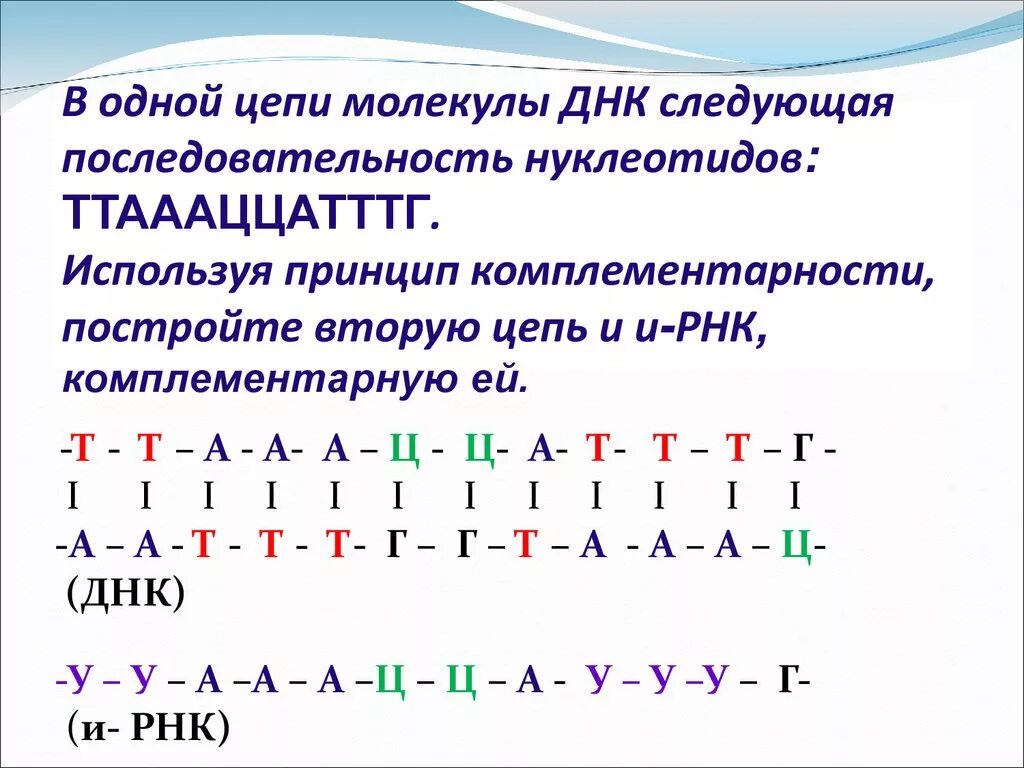 Транскрипция мутация. Принцип комплементарности ДНК схема. 2 Цепочка ДНК по принципу комплементарности. Принцип комплементарности РНК И ИРНК. Построение молекулы ДНК по принципу комплементарности.