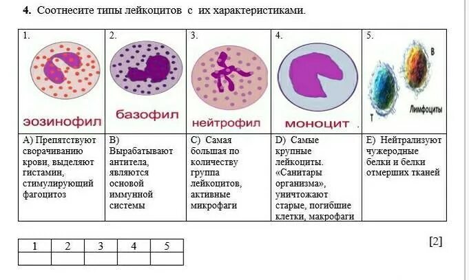 Соотнесите виды. Классификация лейкоцитов иммунология. Лейкоциты строение и классификация. Группы лейкоцитов таблица. Классификация лейкоцитов гистология.