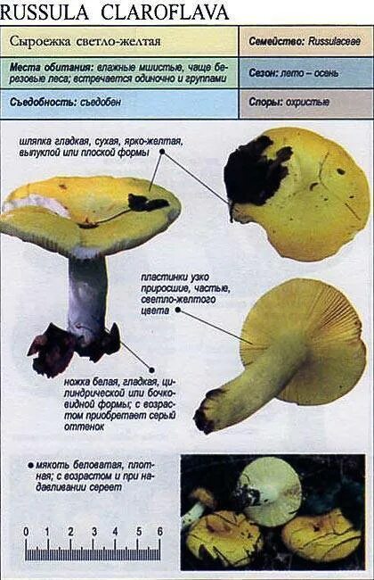 Какую среду обитания освоила сыроежка впр 5. Грибы сыроежки желтые. Сыроежка желтая съедобная. Сыроежка желчная съедобная. Съедобная ли сыроежка жёлтая.