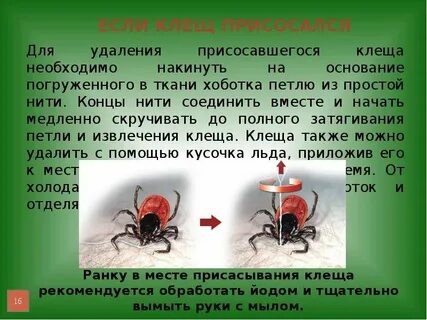 Обж клещи