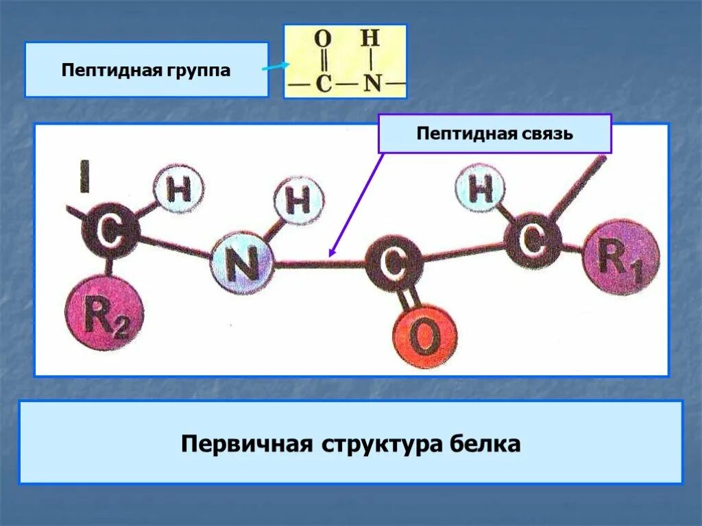 Химическая связь первичной структуры