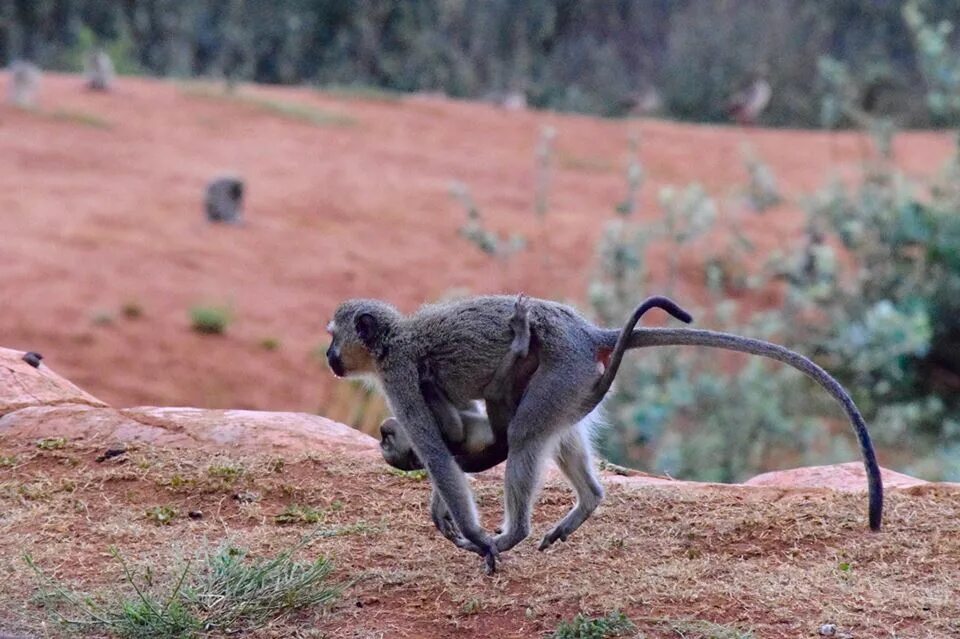 Look the monkeys are running