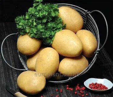 Картофель бернина