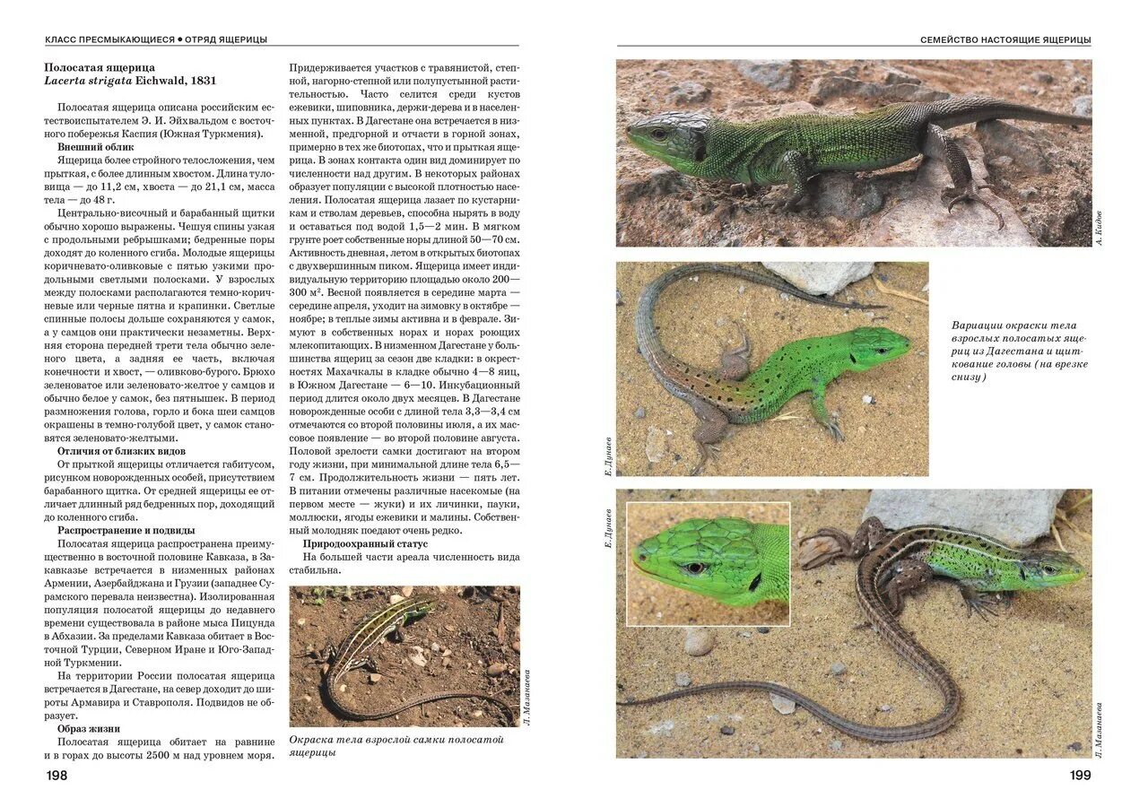 Земноводные и пресмыкающиеся России атлас-определитель. Атлас определитель земноводные и пресмыкающиеся. Полосатая ящерица Lacerta strigata. Атлас определитель земноводных и амфибий.