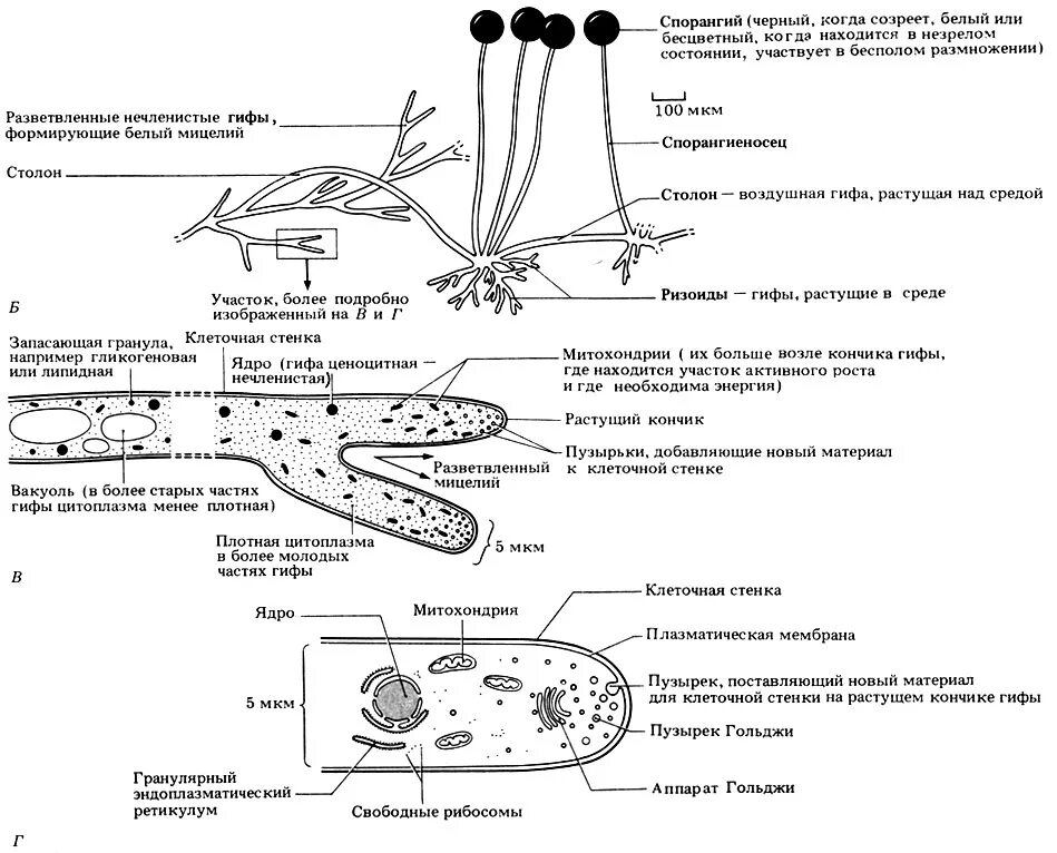 строение шляпочного гриба 5 класс биология. строение шляпочных грибов. пеницилл гриб жизненный цикл. строение гриба гифы мицелий. строение плодового тела гриба.