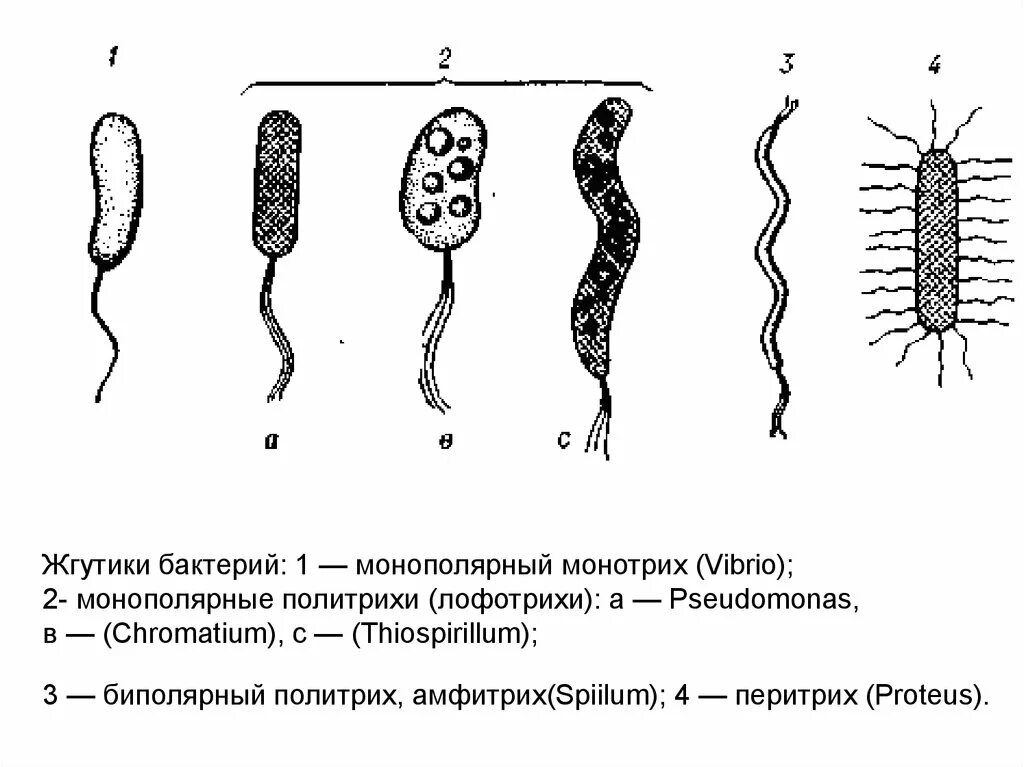 Типы жгутикования микроорганизмов. Строение жгутиковой бактерии. Расположение жгутиков у бактерий. Строение жгутиков бактерий микробиология. Передвижение бактерий