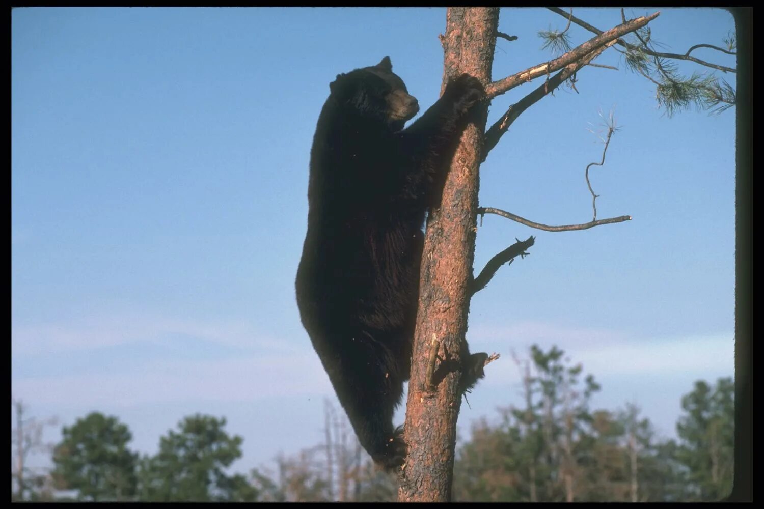 Медведь барибал умеет лазить по деревьям. Медведь лазит по деревьям. Медведь на дереве. Медвежонок на дереве. Медведь карабкается на дерево.