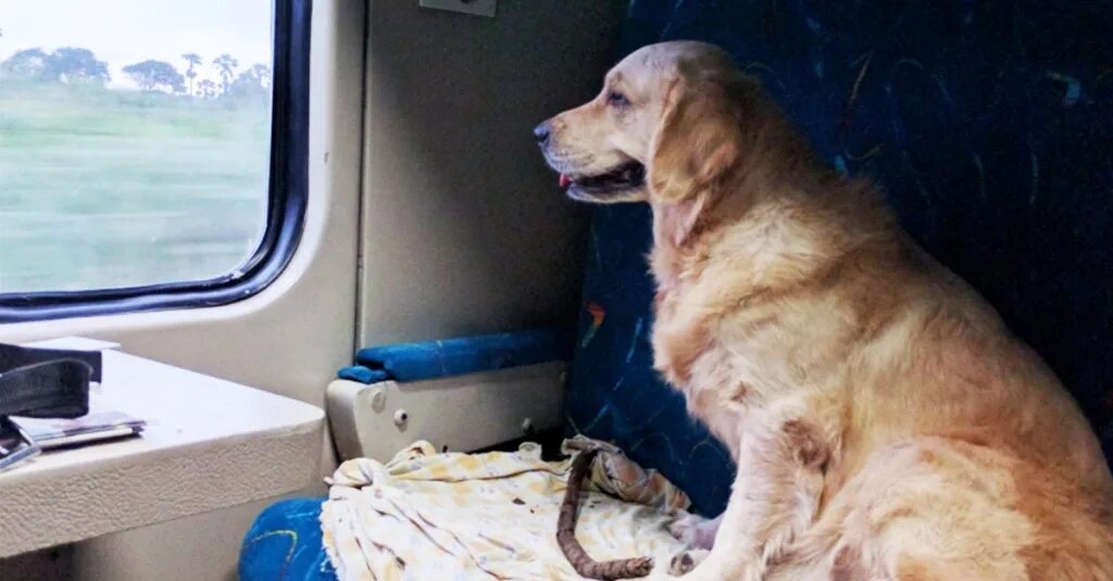 Собака в поезде. Вагоны для пассажиров с животными. Крупная собака в поезде. Вагон для животных в поезде.