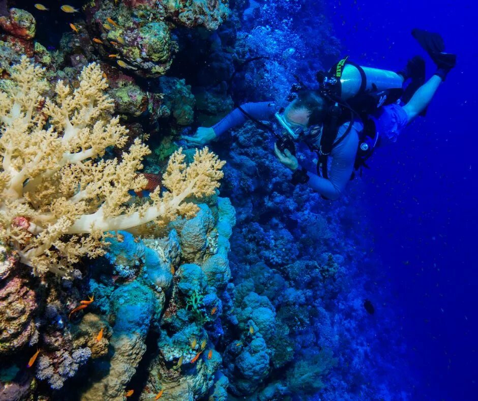 красное море блю холл. риф надежды. шарм-эль-шейх акваланг. дайвинг хургада хургада. египет шарм эль шейх коралловые рифы красного моря.
