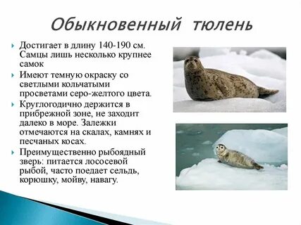 Тюлень какая природная зона