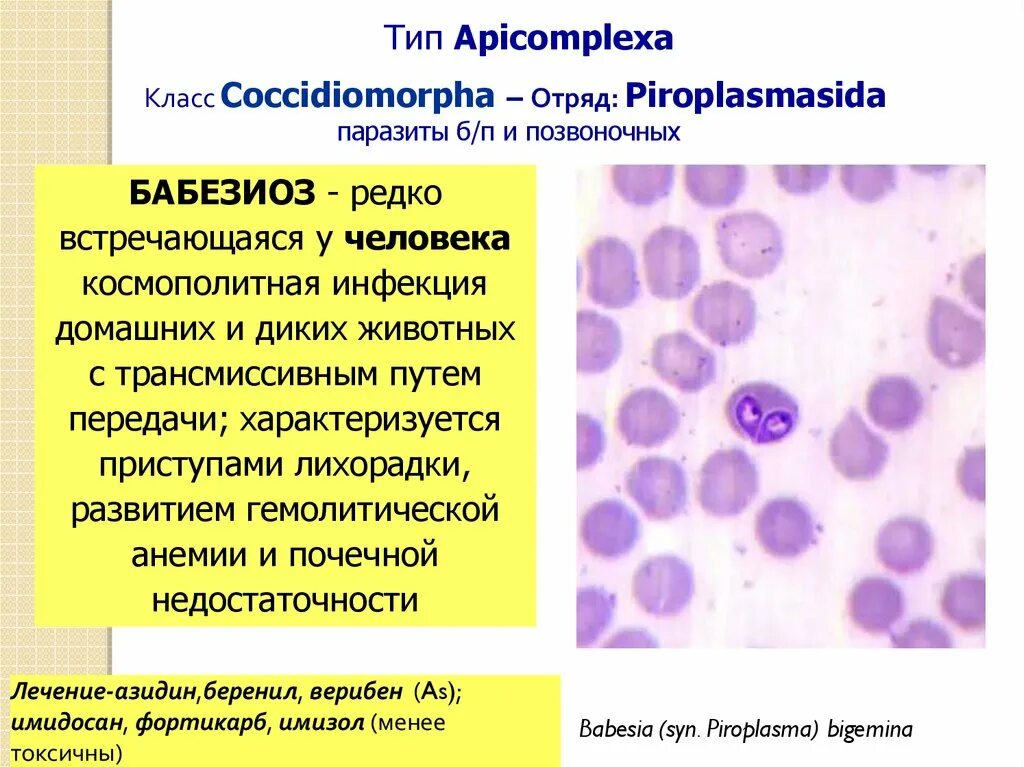 Моноцитарный эрлихиоз клещ. Клещевой гранулоцитарный анаплазмоз человека. Бабезиоз у человека. Гранулоцитарный анаплазмоз собак. Клещи переносящие пироплазмоз.