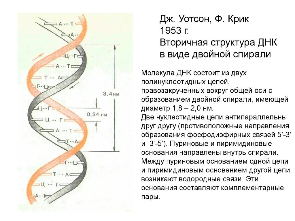 Вторичная структура ДНК Уотсон. Строение молекулы ДНК по модели Уотсона и крика. Модель структуры ДНК Уотсона-крика. Строение ДНК модель ДНК Уотсона-крика.