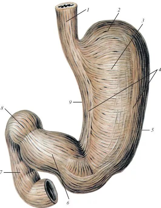 слизистая оболочка толстой кишки анатомия. мышечные слои тонкого кишечника. мышечная оболочка желудка. мышечная стенка кишечника. строение желудка анатомия латынь.