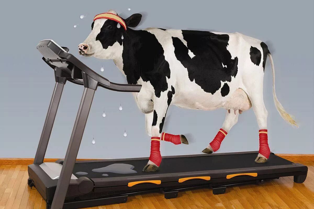 Now cow