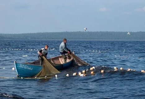 Рыбаки белого моря