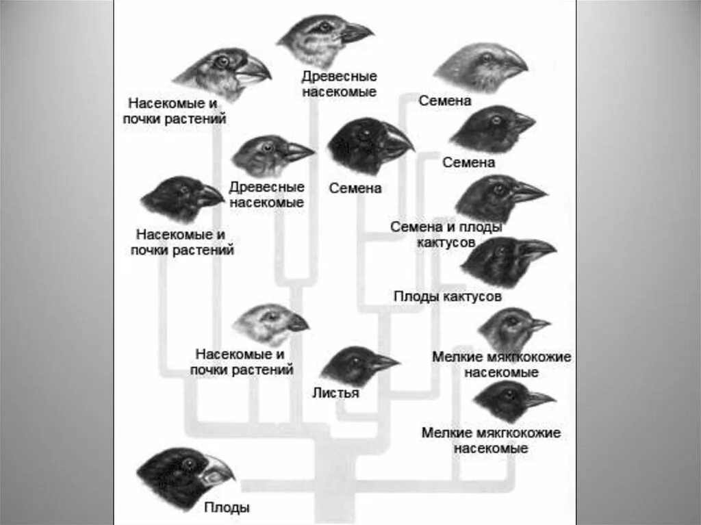 Разнообразие вьюрков. Галапагосские вьюрки Дарвина. Дарвиновы вьюрки с Галапагосских островов. Галапагосские вьюрки дивергенция Дарвин. Клювы Вьюрков Дарвина.