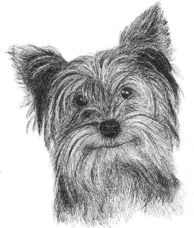 Йоркширский терьер. Шнауцер терьер карандаш. Терьер карандаша. Йоркширский терьер портрет. Панна цвергшнауцер.