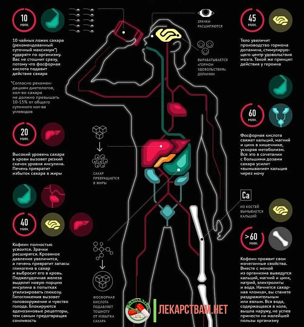 Инфографика влияние на организм. Инфографика. Тело человека. Инфографика люди. Что происходит в организме. Гормон голода 6