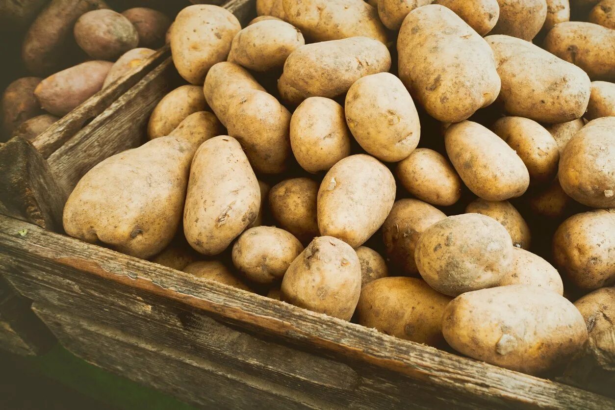 Картофель какая среда. Картофель. Картофель красивый. Картошка с овощами. Картофель фон.