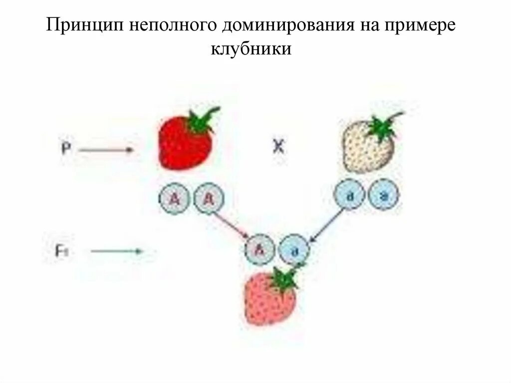 Неполное доминирование признаков у человека. Неполное доминирование примеры. примеры немолного дом нирования. примеры не полного доминироввния. неполное доминирование схема.