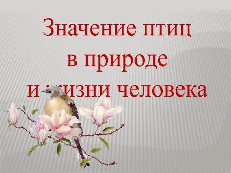Значение птиц в жизни человека 8 класс. Значение птиц в жизни человека. значение птиц в природе. значение птиц в природе и жизни человека. значение птив в природе и жизни человека.