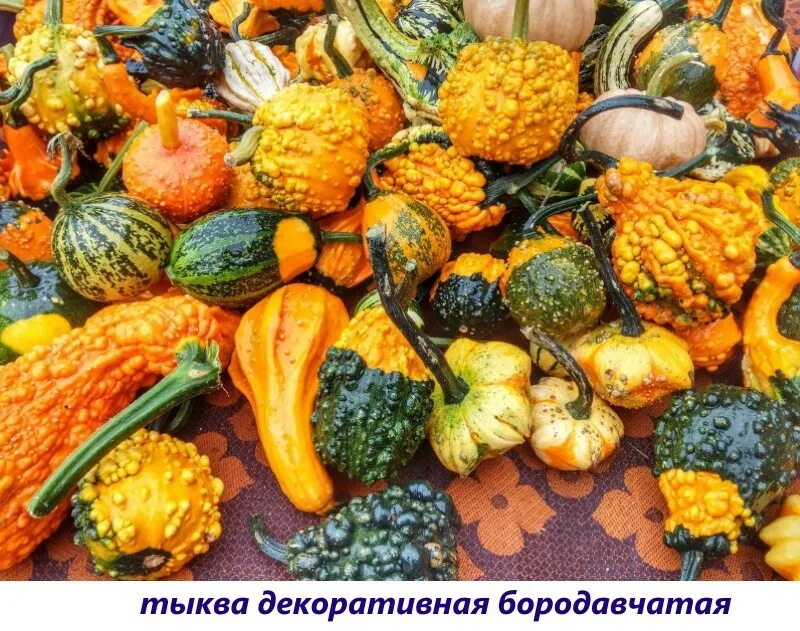 Можно ли употреблять в пищу декоративную тыкву