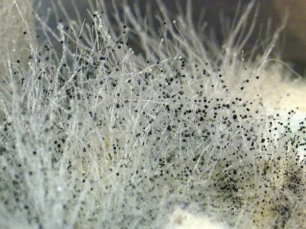 Гриб mucor racemosus. Mucor racemosus. Mucor препарат. Мукор колонии. Клетки мукор микроскоп.