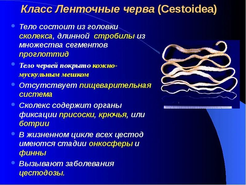 Представители ленточных. Основные характеристики ленточных червей. общая характеристика ленточных червей. особенности строения ленточных червей. представители класса ленточные черви кратко.