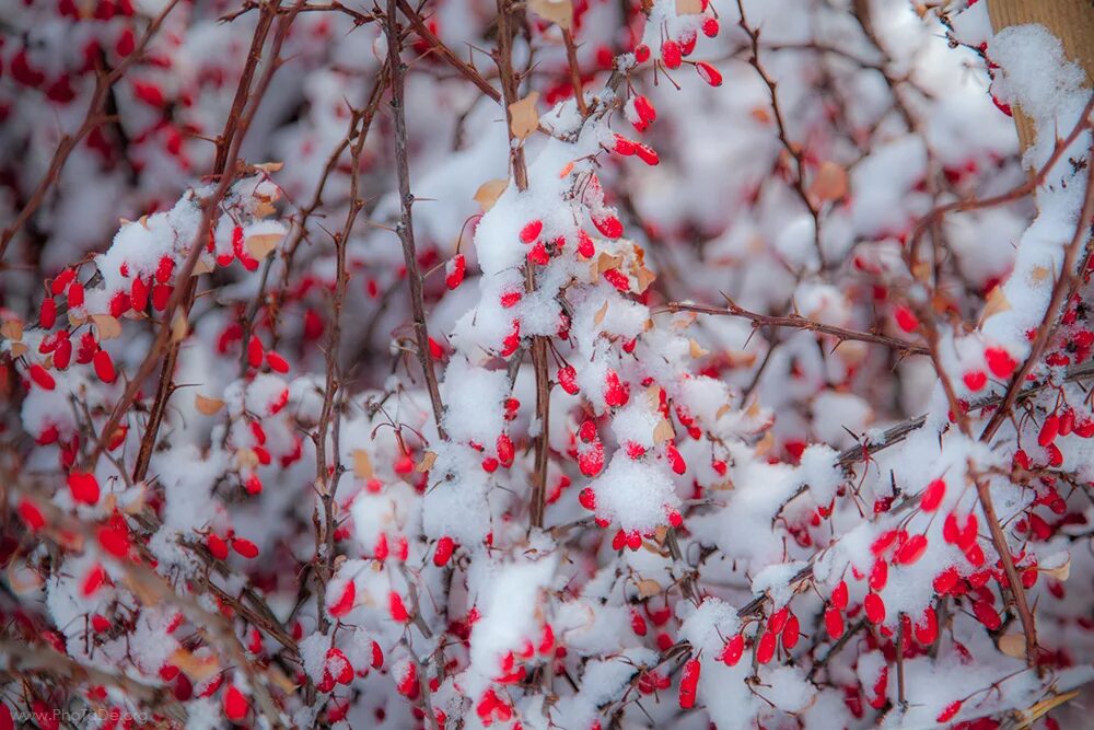 растительный мир зимой. растения зимой. растения зимой для дошкольников. зимующие растения. растения под снегом.