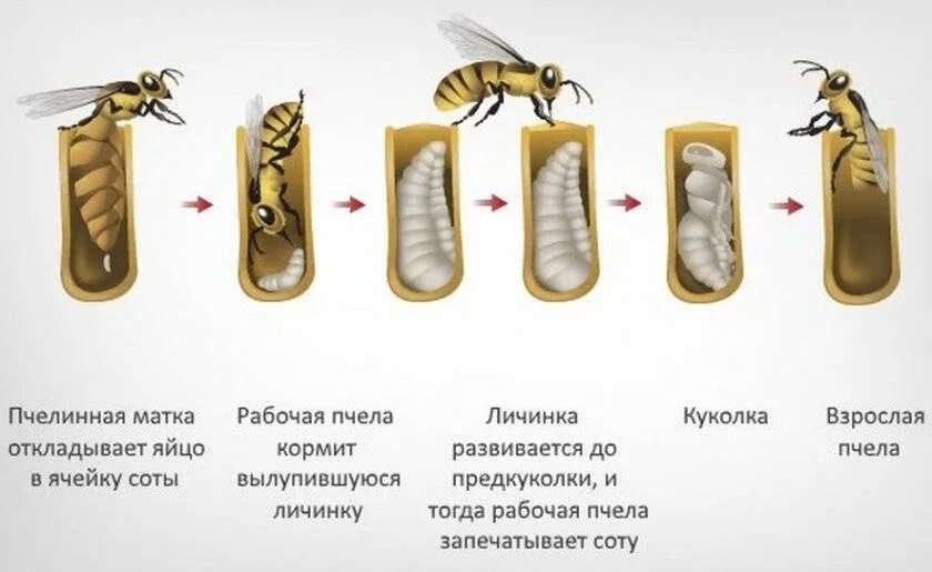 Стадии пчелы. Стадии развития медонной пяеры. стадии развития медоностной пчел. цикл личинки пчелы. стадии развития пчелиной личинки.