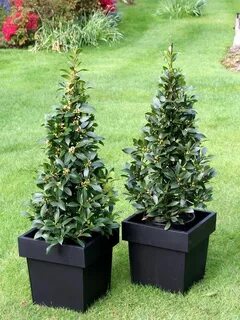 Bay tree