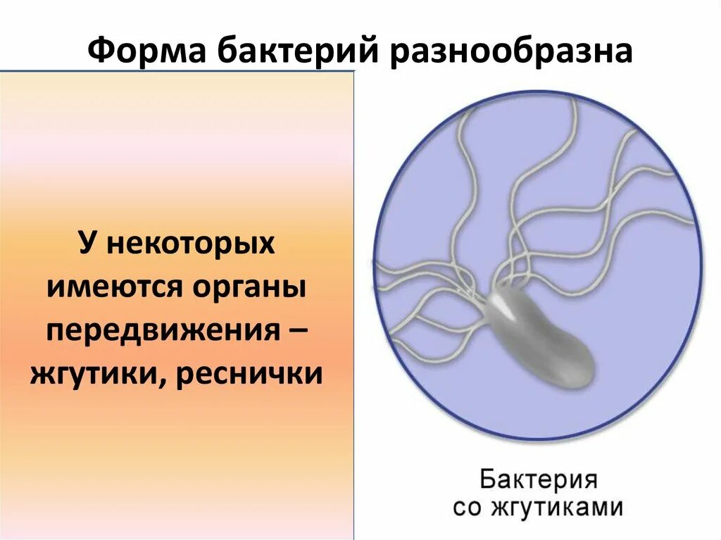 Передвижение бактерий. Жгутики бактерий. Органы передвижения бактерий. Бактерии со жгутиками и ресничками. Бактериальный жгутик.