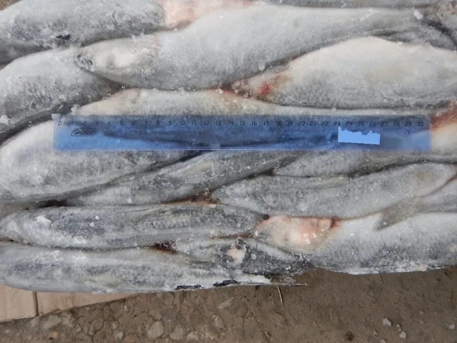 Морская рыба пикша. Нерка рыба мороженая. Горбуша свежемороженная неразделанная. Нерка пбг свежемороженая. Корюшка н/р 23+.